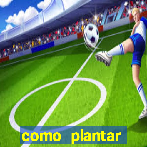 como plantar gergelim no vaso